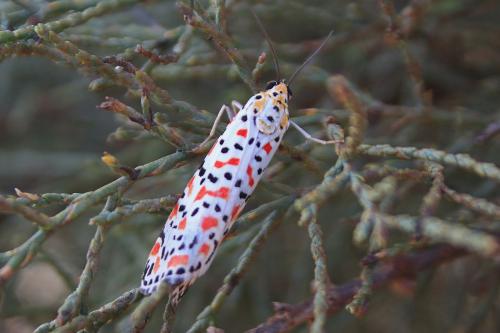 Réf. 281 825 : Utetheisa pulchella